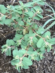 Euphorbia inaequilatera