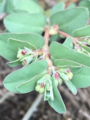 Euphorbia inaequilatera