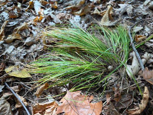 Bashful Bulrush (Trichophorum planifolium)