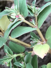 Euphorbia inaequilatera