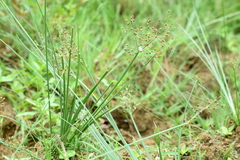 Fimbristylis quinquangularis quinquangularis