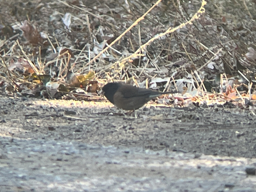 Dark-eyed Junco