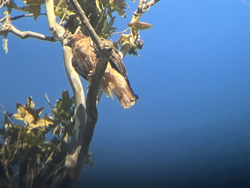 Red-tailed Hawk