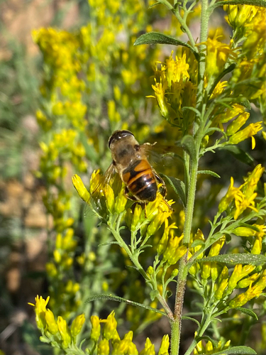 Unknown species found near Clark Ave, Ames, IA, US