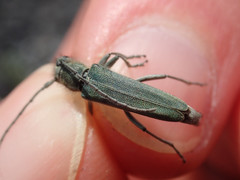 Phytoecia caerulescens