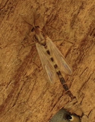 Unknown species found near North Highlands
