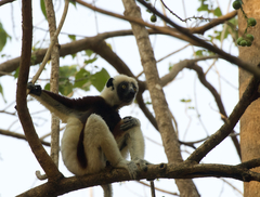 Propithecus coquereli