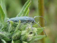 Phytoecia caerulescens