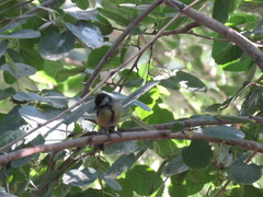 Parus major