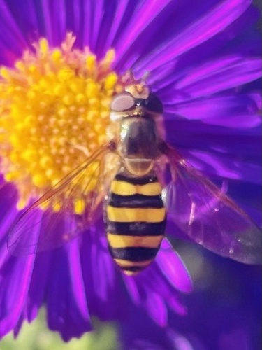 Unknown species found near Field Museum, Chicago, IL, US