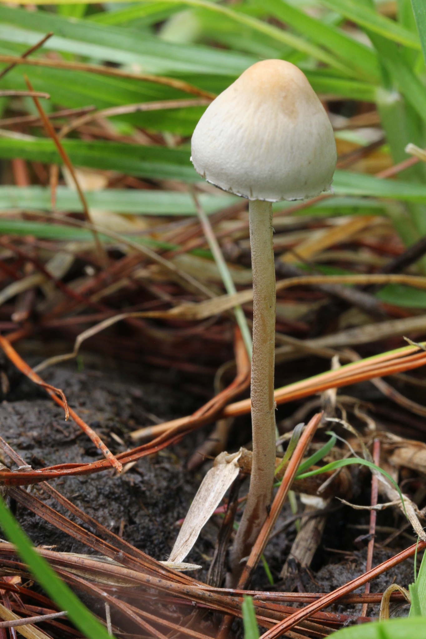 Panaeolus papilionaceus image