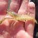 Ohio River Prawn - Photo (c) Sarah Robertson, some rights reserved (CC BY-NC), uploaded by Sarah Robertson