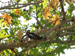 Dendrocopos syriacus