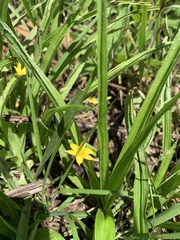 Hypoxis angustifolia buchananii
