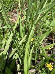 Hypoxis angustifolia buchananii