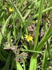 Hypoxis angustifolia buchananii