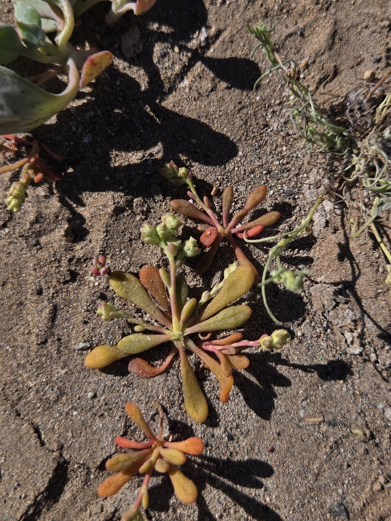 Claytonia calycina (Engelm.) Kuntze 2
