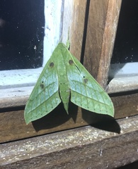 Xylophanes mirabilis