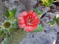 Consolea moniliformis