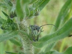 Phytoecia caerulescens