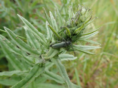 Phytoecia caerulescens