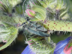 Phytoecia caerulescens
