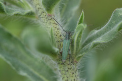 Phytoecia caerulescens