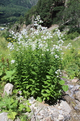 Campanula lactiflora