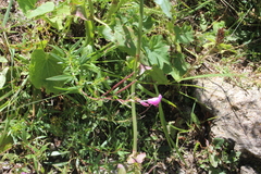 Chamaenerion colchicum