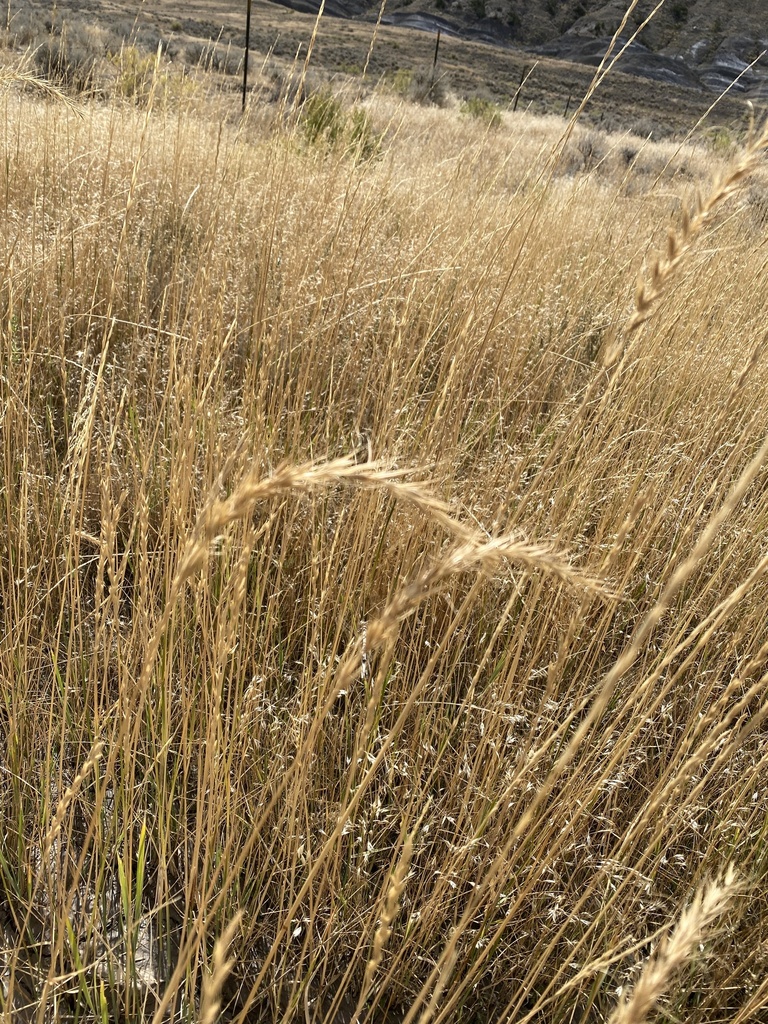 Canada wild rye from Bridger, MT, US on September 30, 2025 at 01:34 PM ...