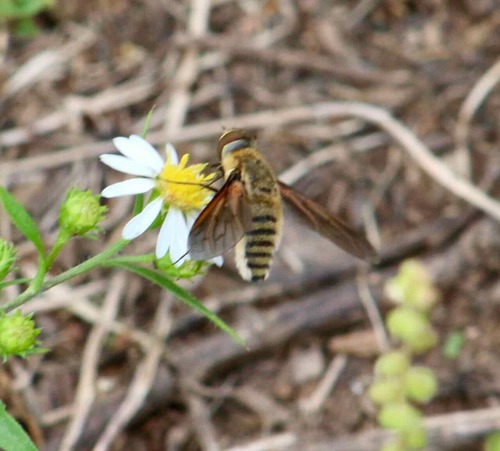 Unknown species found near Rogers, AR, USA