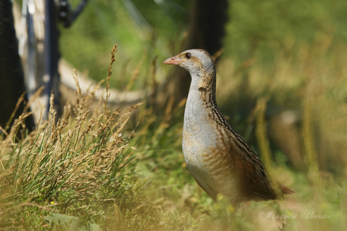 Guión de codornices (Crex crex)