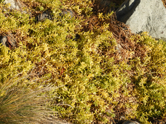 Honckenya peploides major