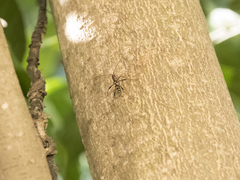 Clytocera chionospila