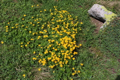 Potentilla ruprechtii