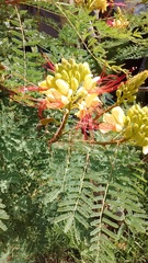 Erythrostemon gilliesii