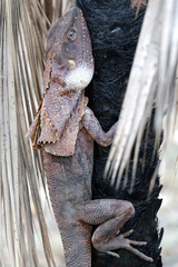 Chlamydosaurus kingii