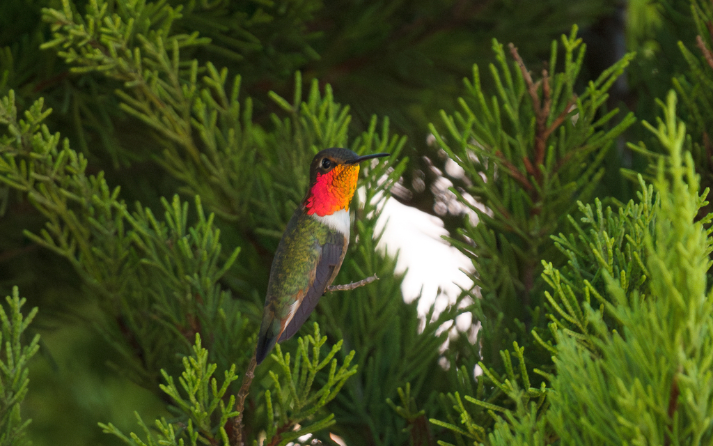 Anna's × Allen's Hummingbird