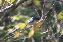 Passerina rositae