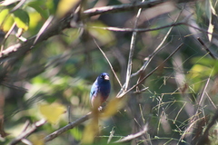 Passerina rositae