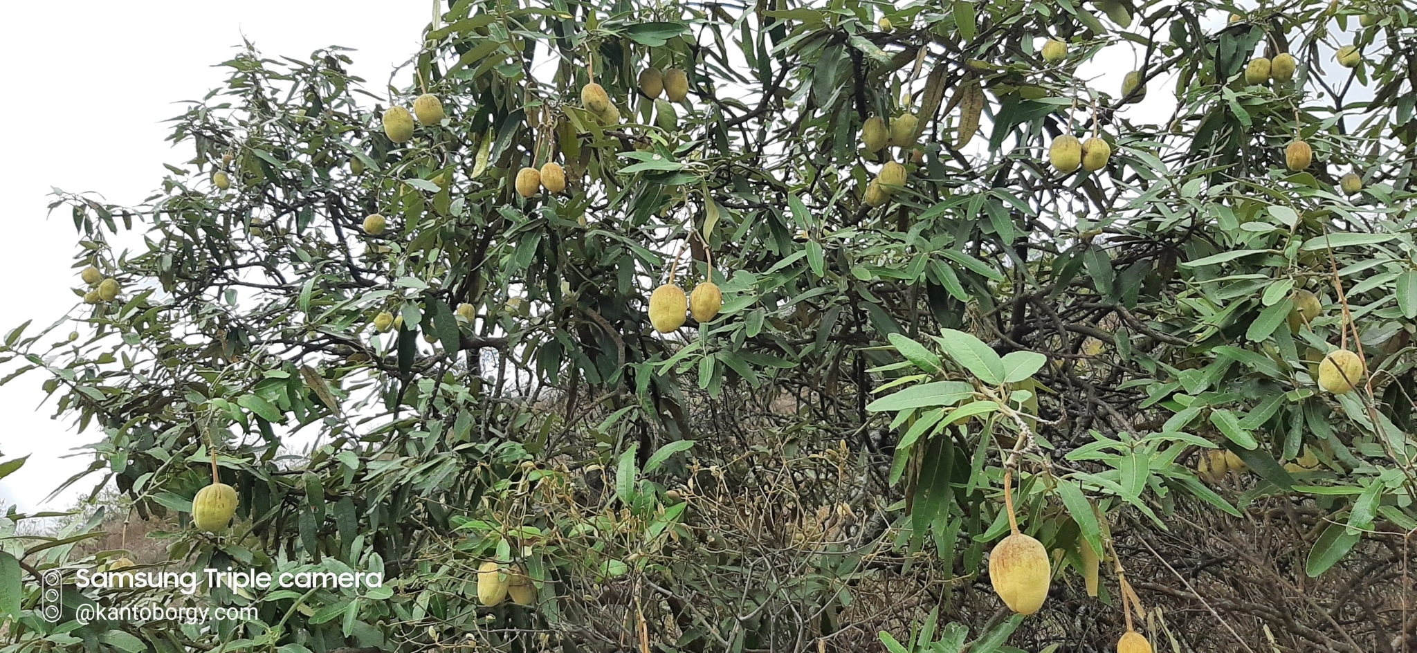 Colicodendron scabridum image