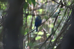 Passerina rositae