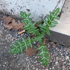 Galactites tomentosus