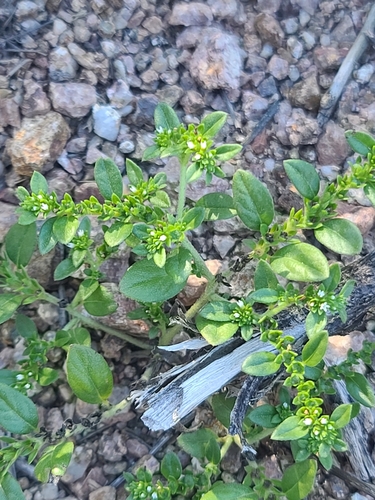 Key West heliotrope (Euploca fruticosa)