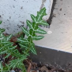 Galactites tomentosus