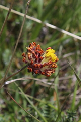 Anthyllis vulneraria boissieri