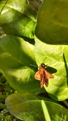 Cymaenes odilia