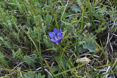Gentiana septemfida