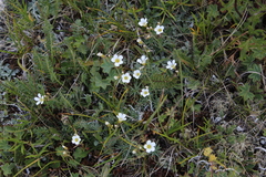 Cherleria circassica