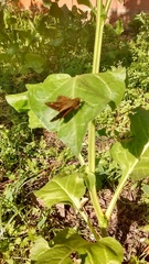 Cymaenes odilia